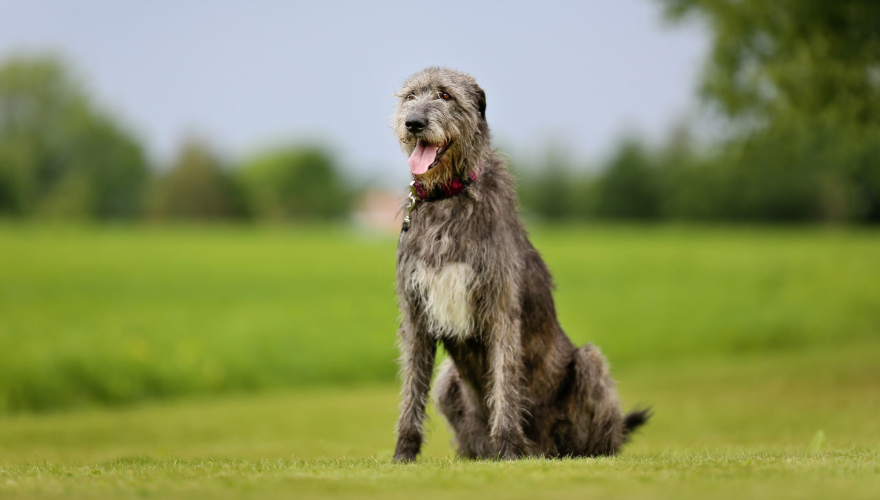 Il test genetico che individua una malattia mortale nei cani