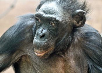 Margrit: è morta la scimmia in cattività più vecchia al mondo