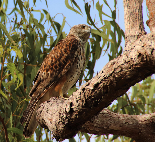 Il più raro rapace australiano sta scomparendo a un ritmo allarmante