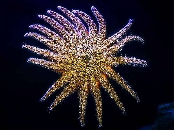 Stelle marine, le guardiane delle foreste dei fondali
