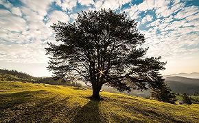 Alberi di Poggibonsi: gli esperti a disposizione della comunità locale