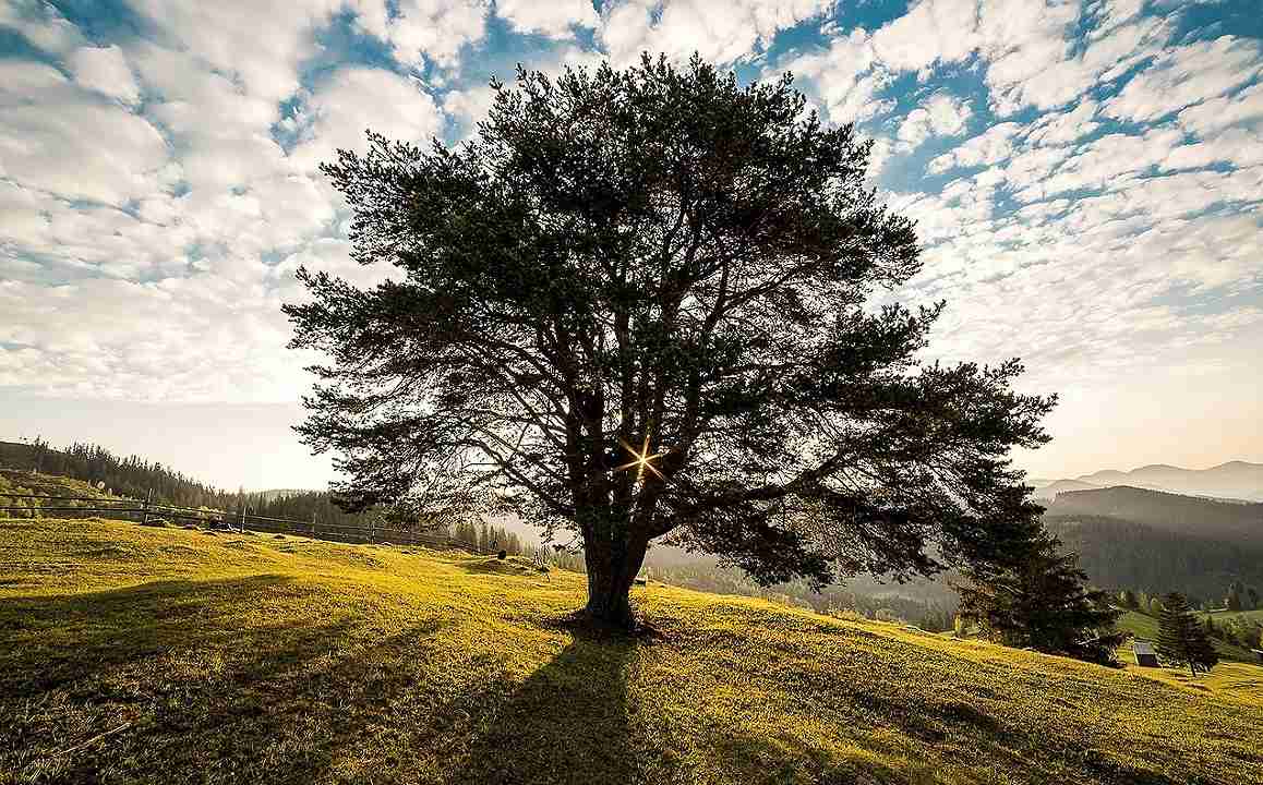 albero