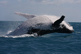 Le balene rinunciano al canto per amore