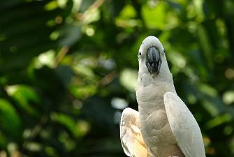 Cacatua: l’uccello intelligente che utilizza gli attrezzi giusti per nutrirsi