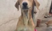 Miracolo in India: un cane rimane illeso dopo essere stato investito