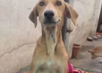 Miracolo in India: un cane rimane illeso dopo essere stato investito