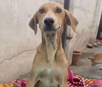 Miracolo in India: un cane rimane illeso dopo essere stato investito