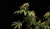 Il primo studio scientifico sull'impatto dell'uso di cannabis sul post-operatorio