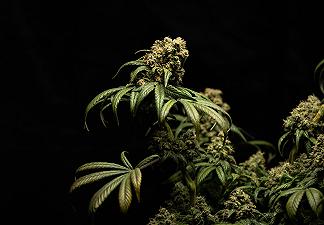 Il primo studio scientifico sull’impatto dell’uso di cannabis sul post-operatorio