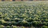 Crisi ambientale: Coldiretti segnala coltivazioni a rischio