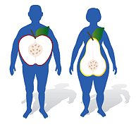 Identificati i geni che influenzano la distribuzione del grasso