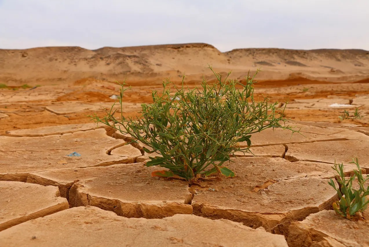 Suolo: si studia per frenare il cambiamento climatico