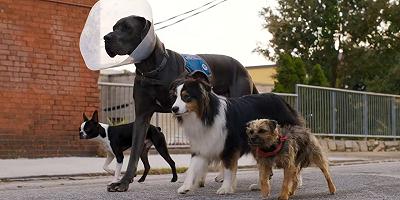 Doggy Style: nuovo trailer italiano della commedia “canina” con Will Ferrell