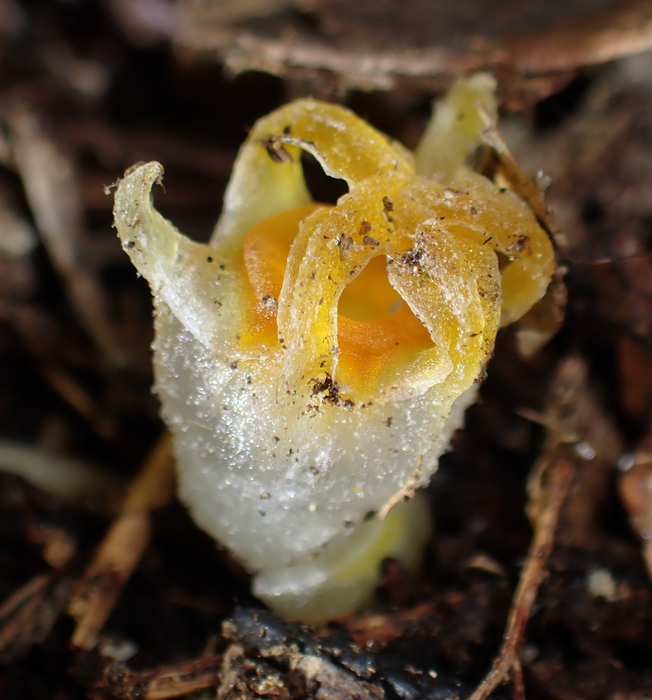 La riscoperta di un’eterea pianta fatata