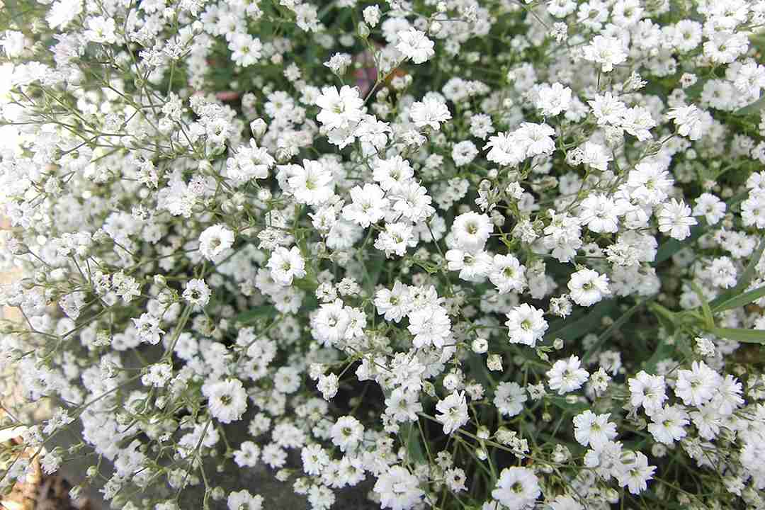 gypsophila