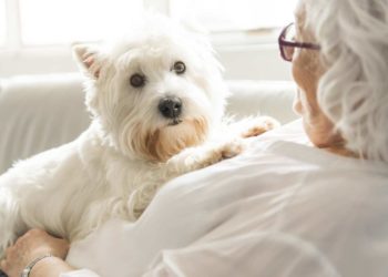DDL Anziani: invecchiamento attivo con animali domestici