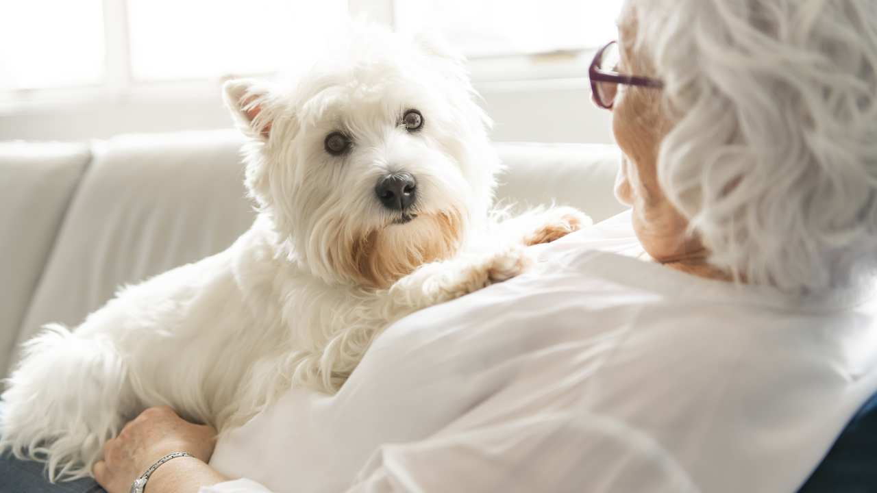 DDL Anziani: invecchiamento attivo con animali domestici