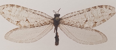 Il raro insetto trovato in un centro commerciale in Arkansas