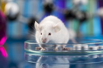 Combattere l’Alzheimer grazie al cervello dei topi