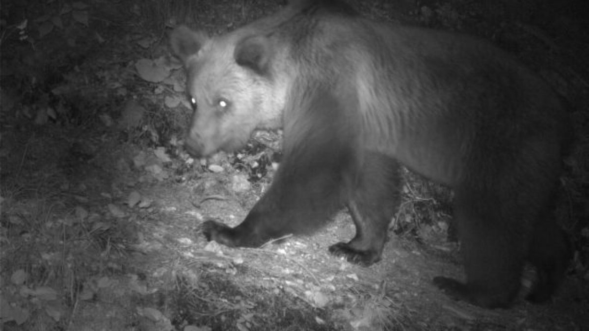 Orsi: in montagna troppi escursionisti li fanno sparire