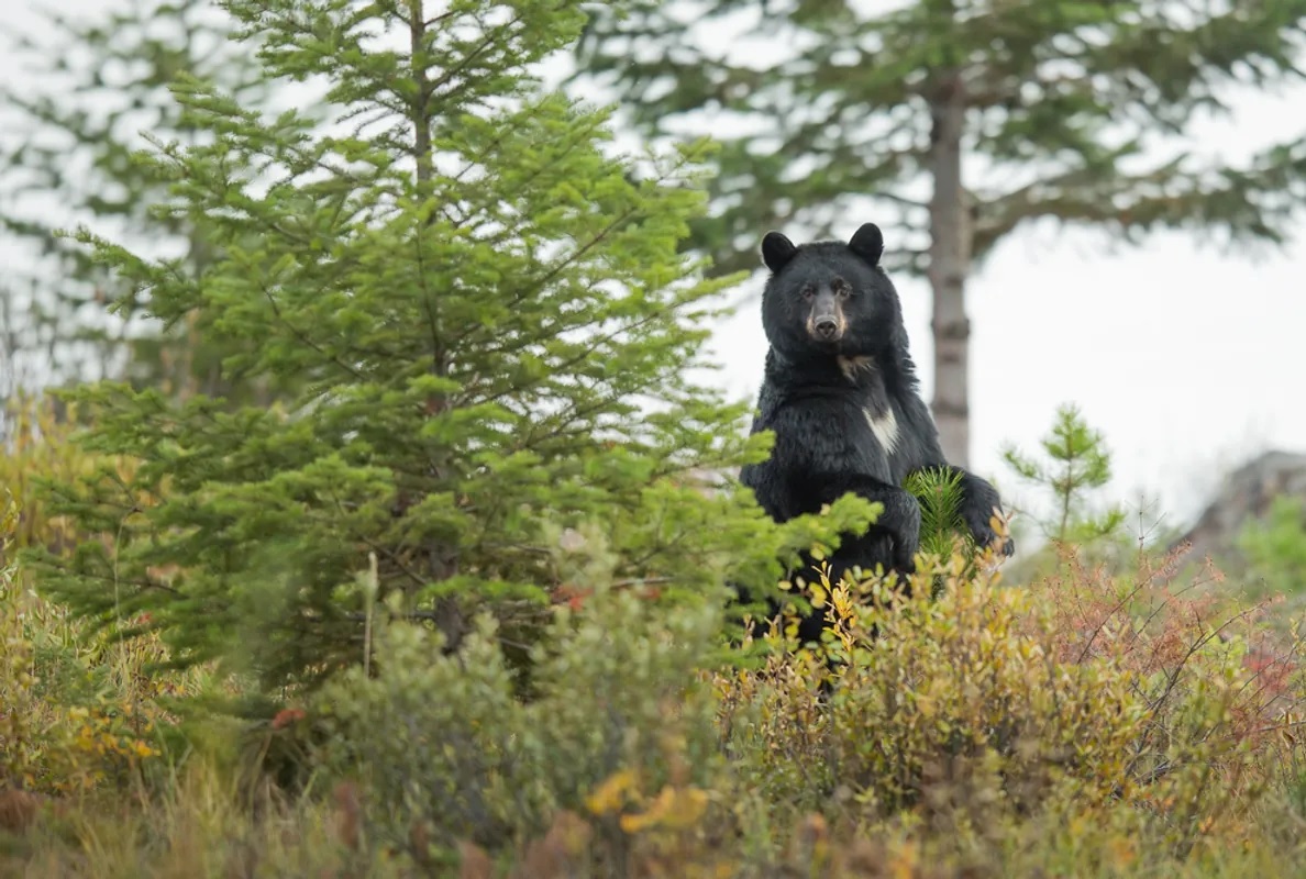 Bigfoot: la sua identità potrebbe essere frutto di un errore