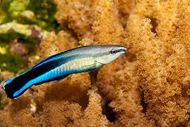 Pesce pulitore: il segreto per riconoscersi allo specchio