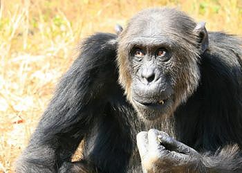 Scimpanzé: i loro occhi sono incredibilmente simili a quelli umani