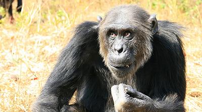 Scimpanzé: i loro occhi sono incredibilmente simili a quelli umani