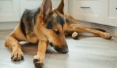 Shock ipovolemico nel cane: cos’è e come si cura