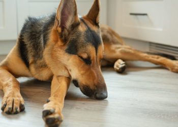 Shock ipovolemico nel cane: cos’è e come si cura
