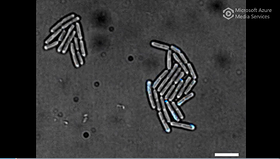 I batteri comunicano come noi