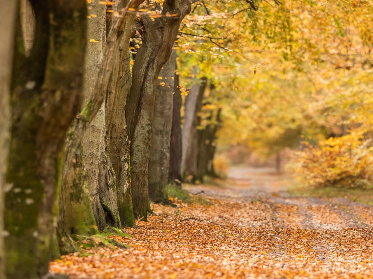 Terapia forestale: come gli alberi riducono l’ansia