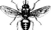 How the tsetse fly pheromone can help us