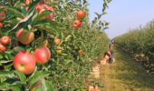 Assomela: l'UE mette in guardia sui pesticidi per la sicurezza alimentare