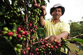 La certificazione che incentiva i produttori di caffè a rispettare le leggi ambientali