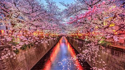 Hanami 2023: le date della fioritura dei ciliegi in Giappone