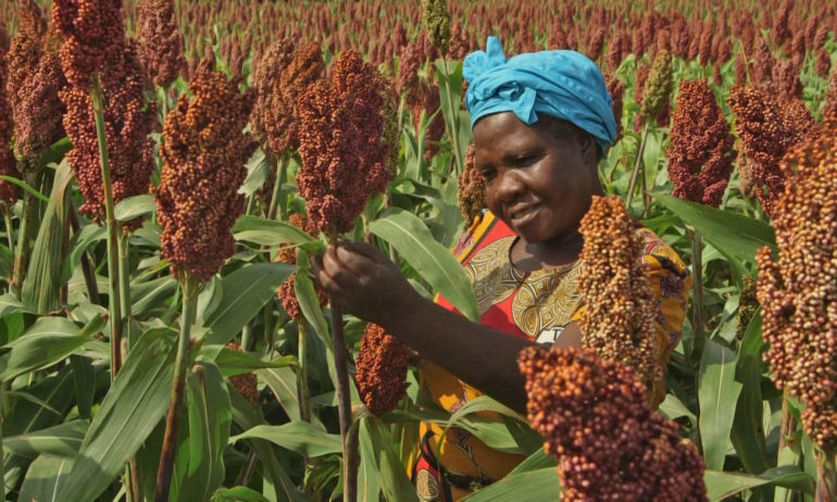 L’agricoltura tradizionale può salvare il nostro futuro