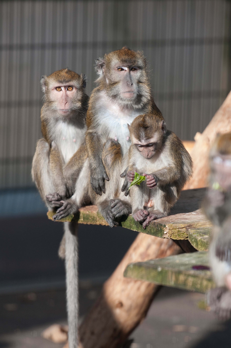 La delusione sociale degli animali: rifiutare la ricompensa per disappunto verso gli umani