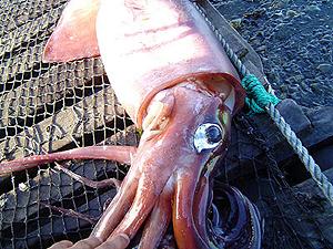 Calamari pescati in acque non regolamentate: l’impatto sulla sostenibilità della pesca