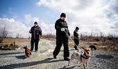 Weward e Save The Dogs camminano insieme per aiutare i cani dei senza dimora