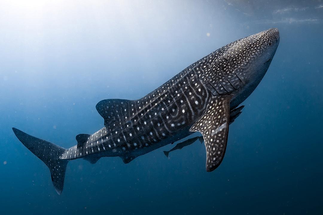 La strategia di adattamento degli squali balena per la visione nelle profondità marine