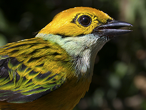 Le piantagioni di caffè, in America Centrale, rappresentano una minaccia per le specie aviarie