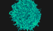 L'infezione da SARS-CoV-2 indebolisce la risposta delle cellule immunitarie alla vaccinazione