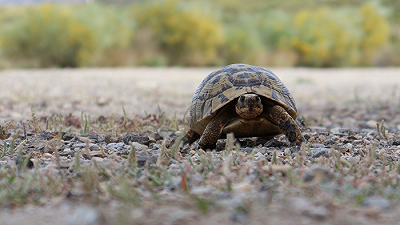 Specie uniche a rischio: perché le tartarughe e i coccodrilli rari hanno maggiori probabilità di scomparire