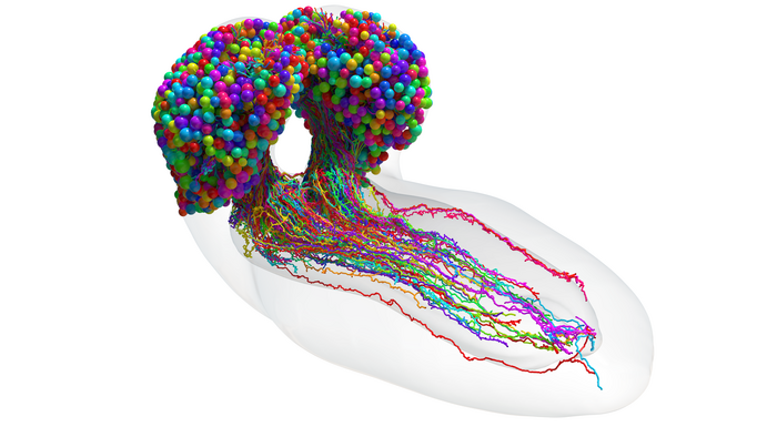 La prima mappa dei neuroni degli insetti