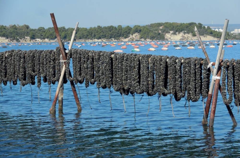 Acquacoltura: reste compostabili per ridurre l’impatto ambientale