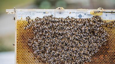 Scoprire i segreti delle api grazie alla tecnologia: il sistema robotico dell’EPFL