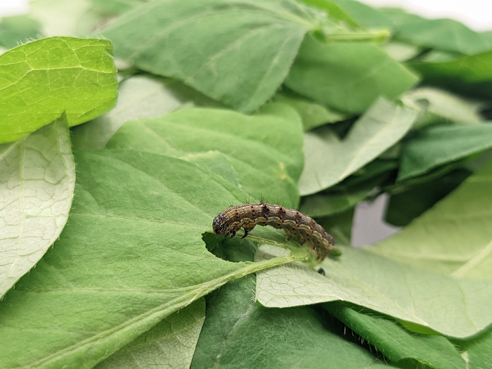 Nuovo approccio per gestire la resistenza degli insetti ai biopesticidi