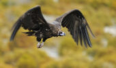 L'avvoltoio cinereo torna in Bulgaria dopo 36 anni di estinzione