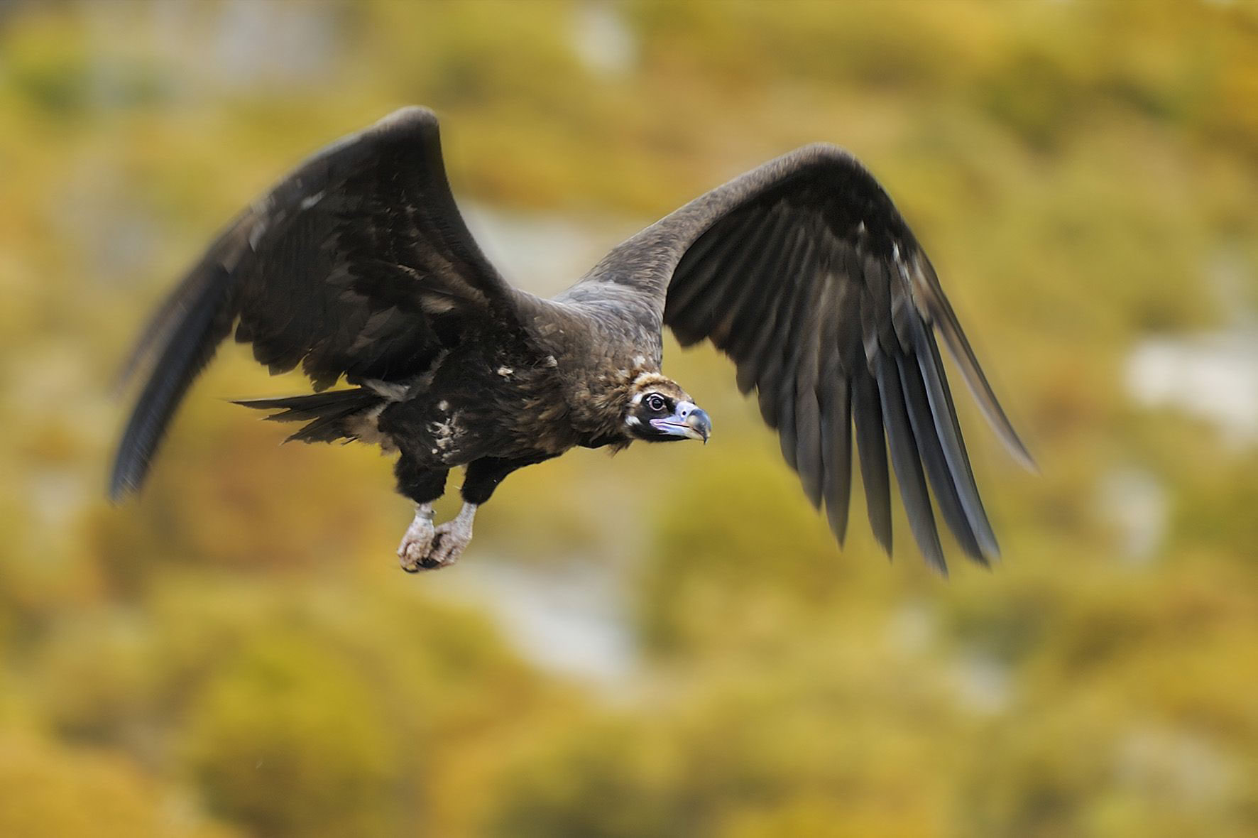 Cinereous vultures take flight in the Rhodope Mountains